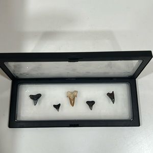 Authentic Fossil Shark Tooth and Real Sharks Teeth included with Holder